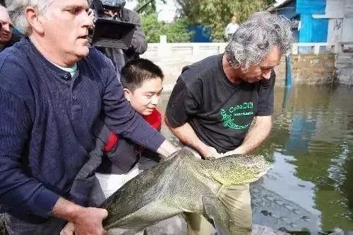 中国唯一一只斑鳖,全世界的斑鳖灭绝了吗