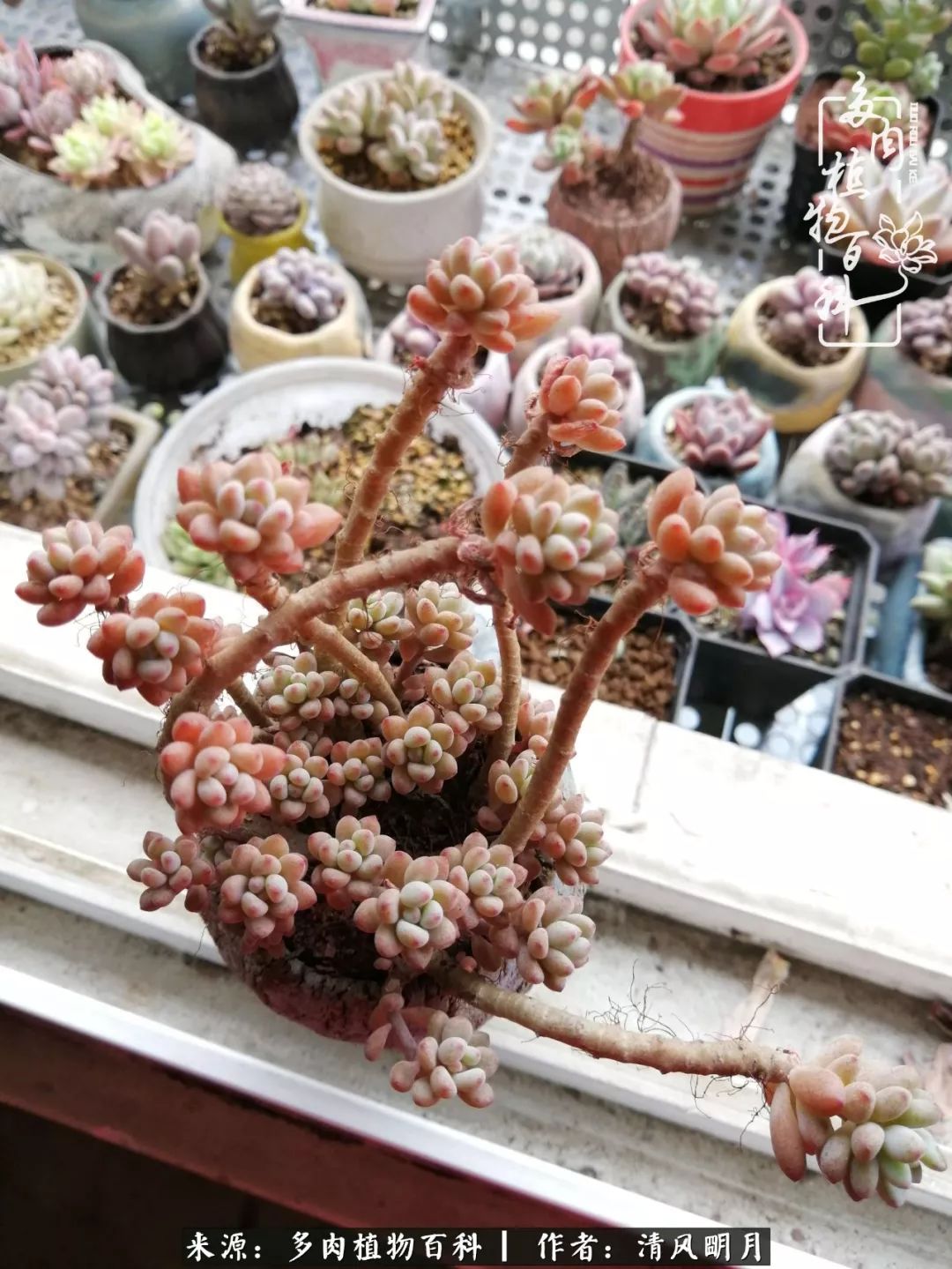 养多肉入坑感言,养多肉坑深似海