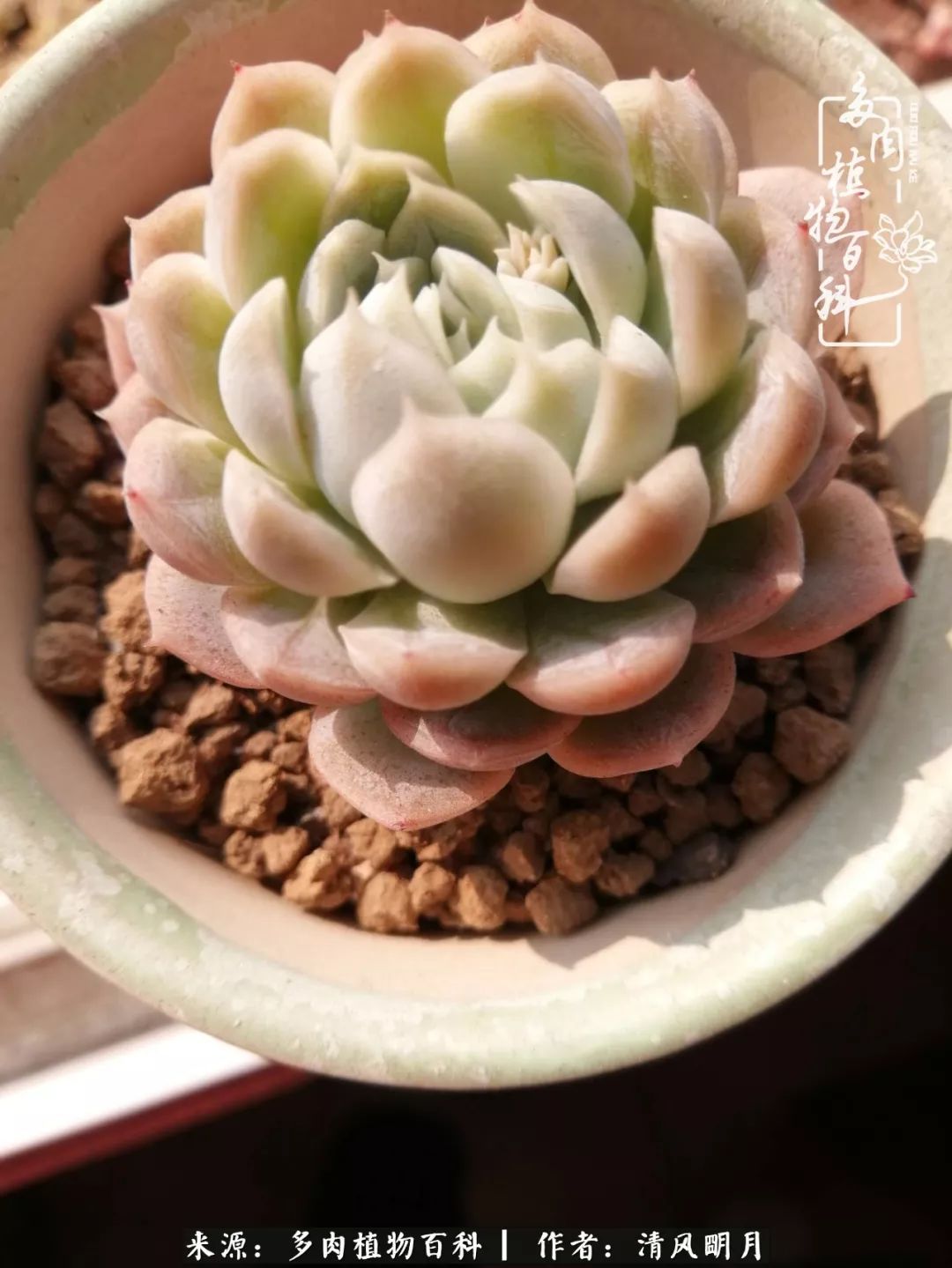 养多肉入坑感言,养多肉坑深似海