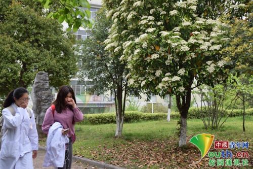 石楠花有什么独特的气味,石楠花是个什么气味