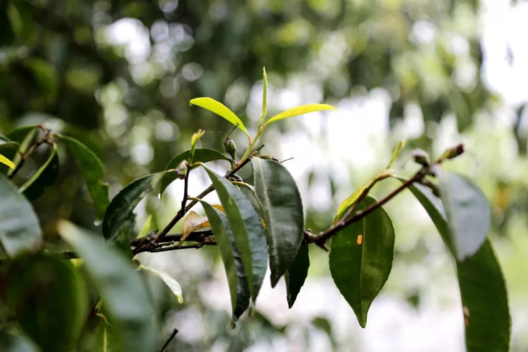 秘境古树普洱茶生茶,秘境古树普洱茶贡眉
