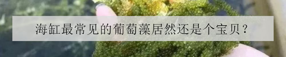 清洗鱼缸的好方法,下滤鱼缸主缸多久清洗