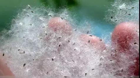 为了替你出气，我们给讨厌的杨柳絮来个“以暴制暴”