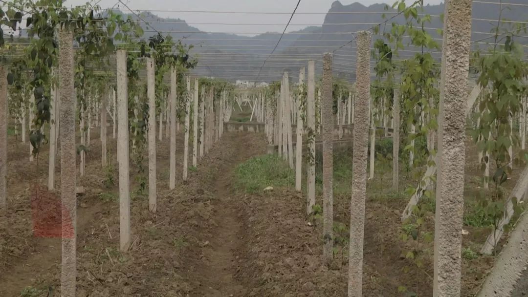 八月瓜，成为一碗水乡村民的增收“致富瓜”