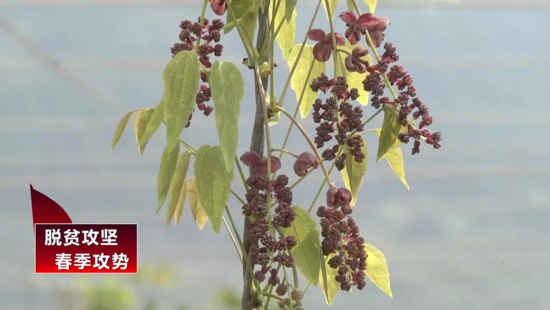 八月瓜，成为一碗水乡村民的增收“致富瓜”