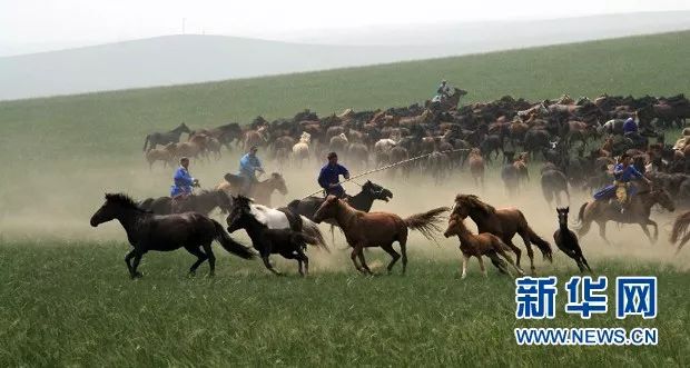 牛原本个人资料,内蒙古主要有哪几种牛