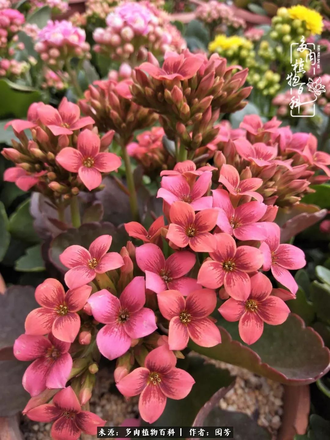 多肉开花最好看最好养前十名,多肉哪个品种开花最好看