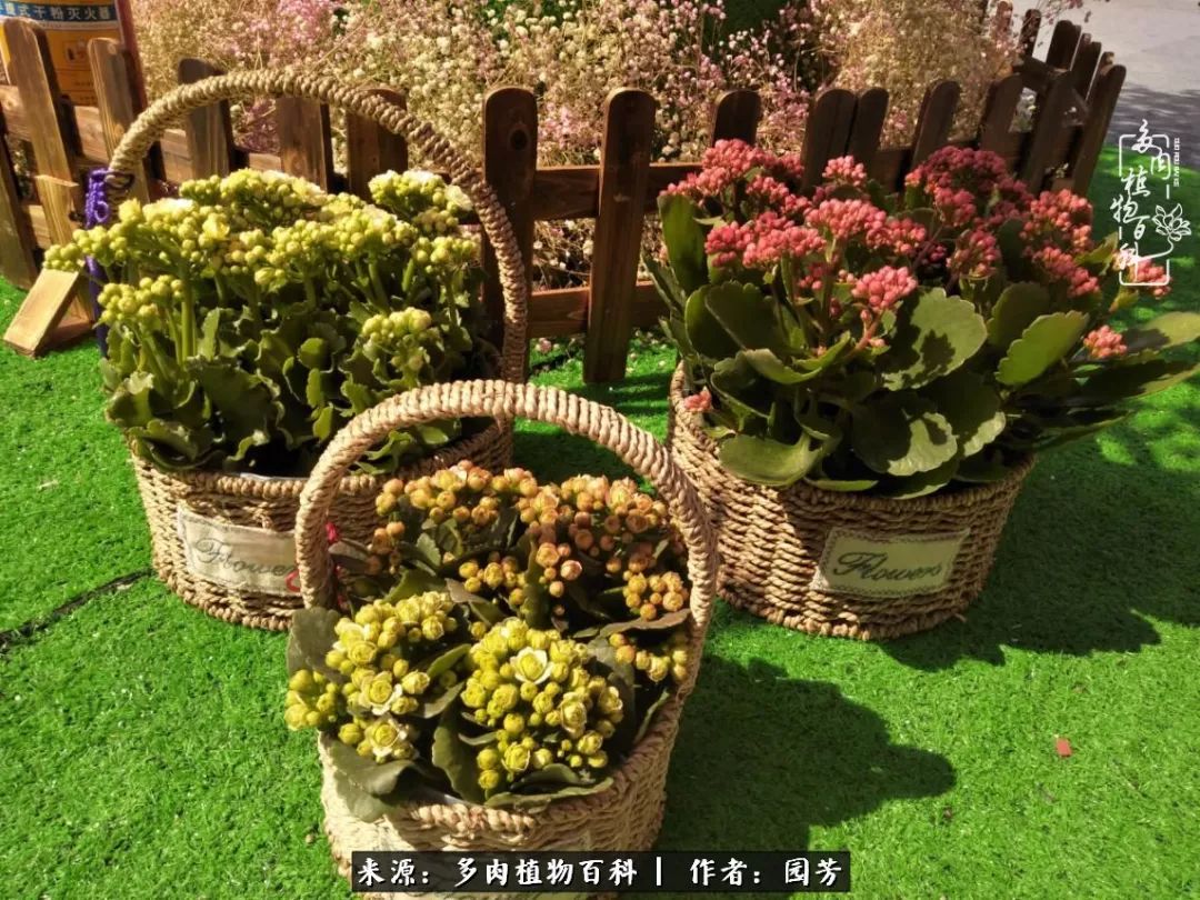 多肉开花最好看最好养前十名,多肉哪个品种开花最好看