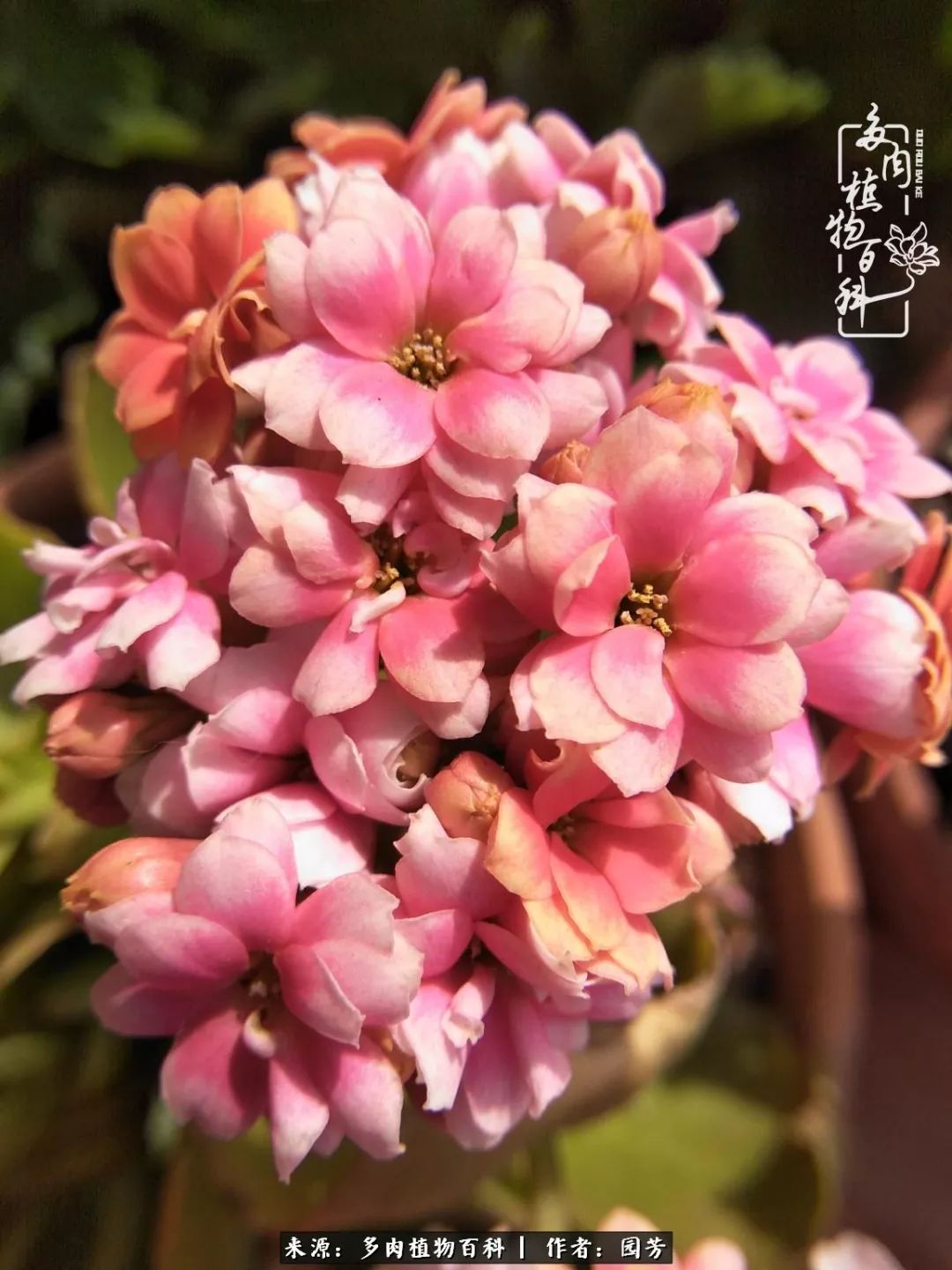 多肉开花最好看最好养前十名,多肉哪个品种开花最好看