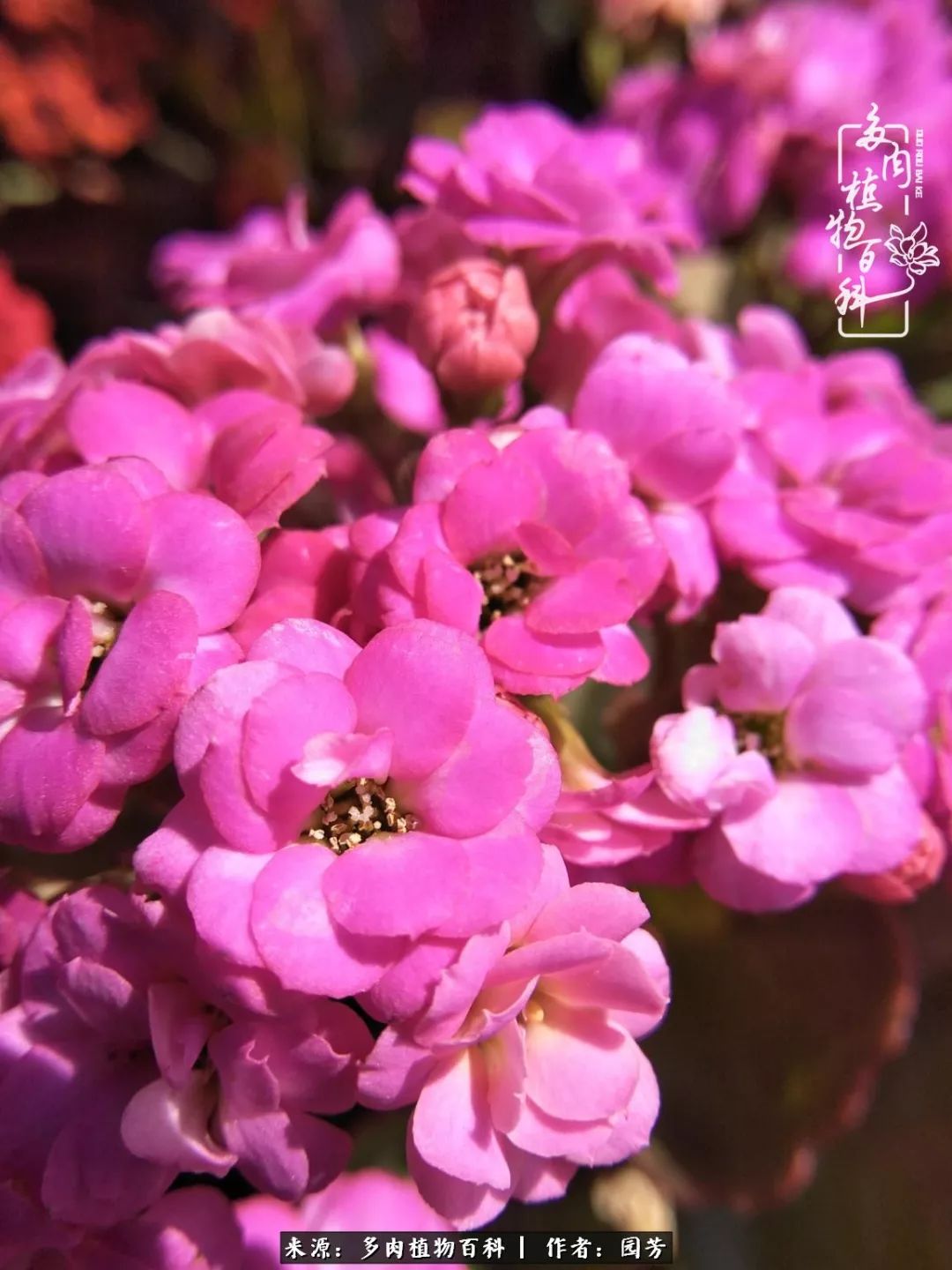 多肉开花最好看最好养前十名,多肉哪个品种开花最好看