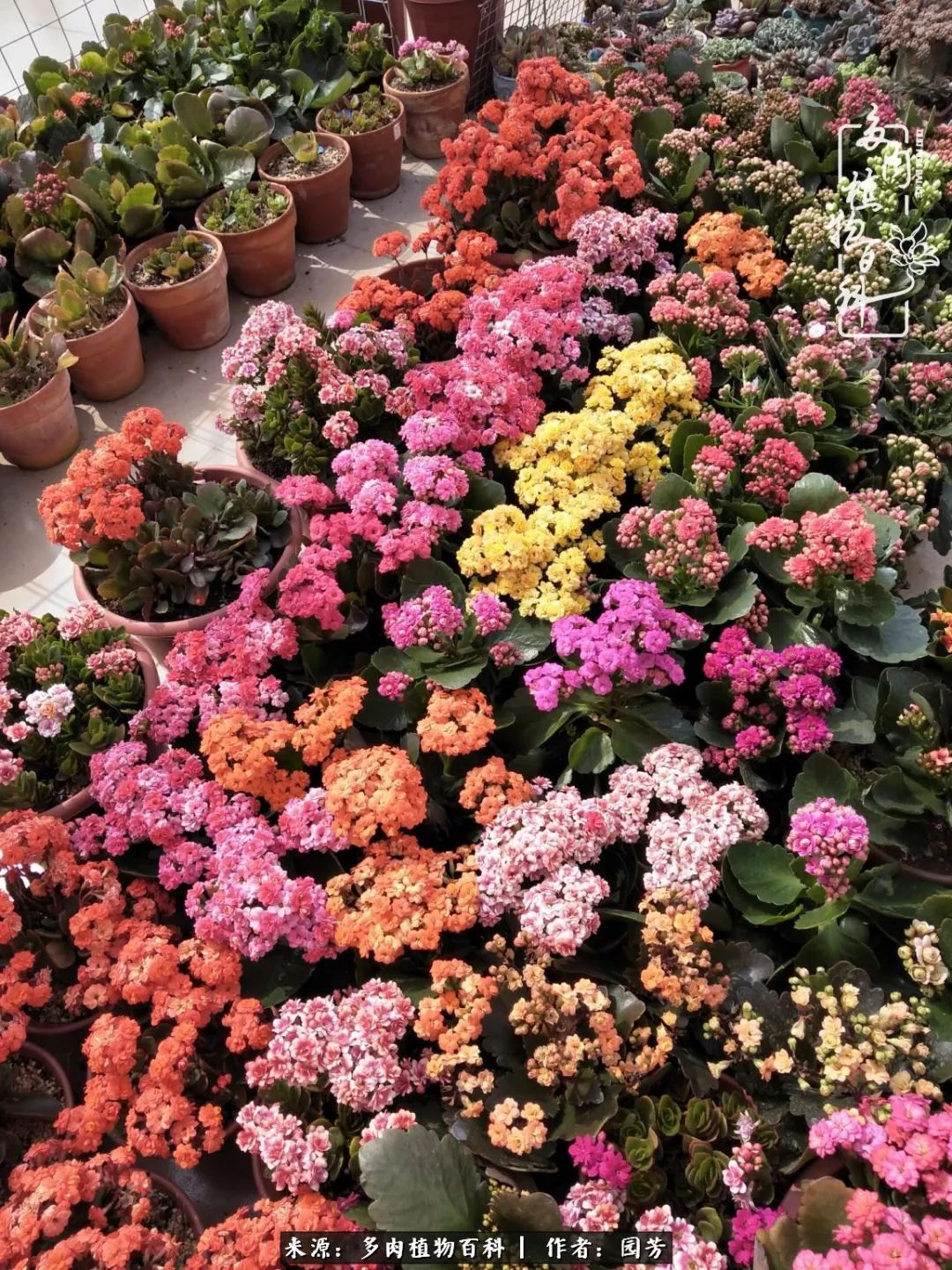 多肉开花最好看最好养前十名,多肉哪个品种开花最好看