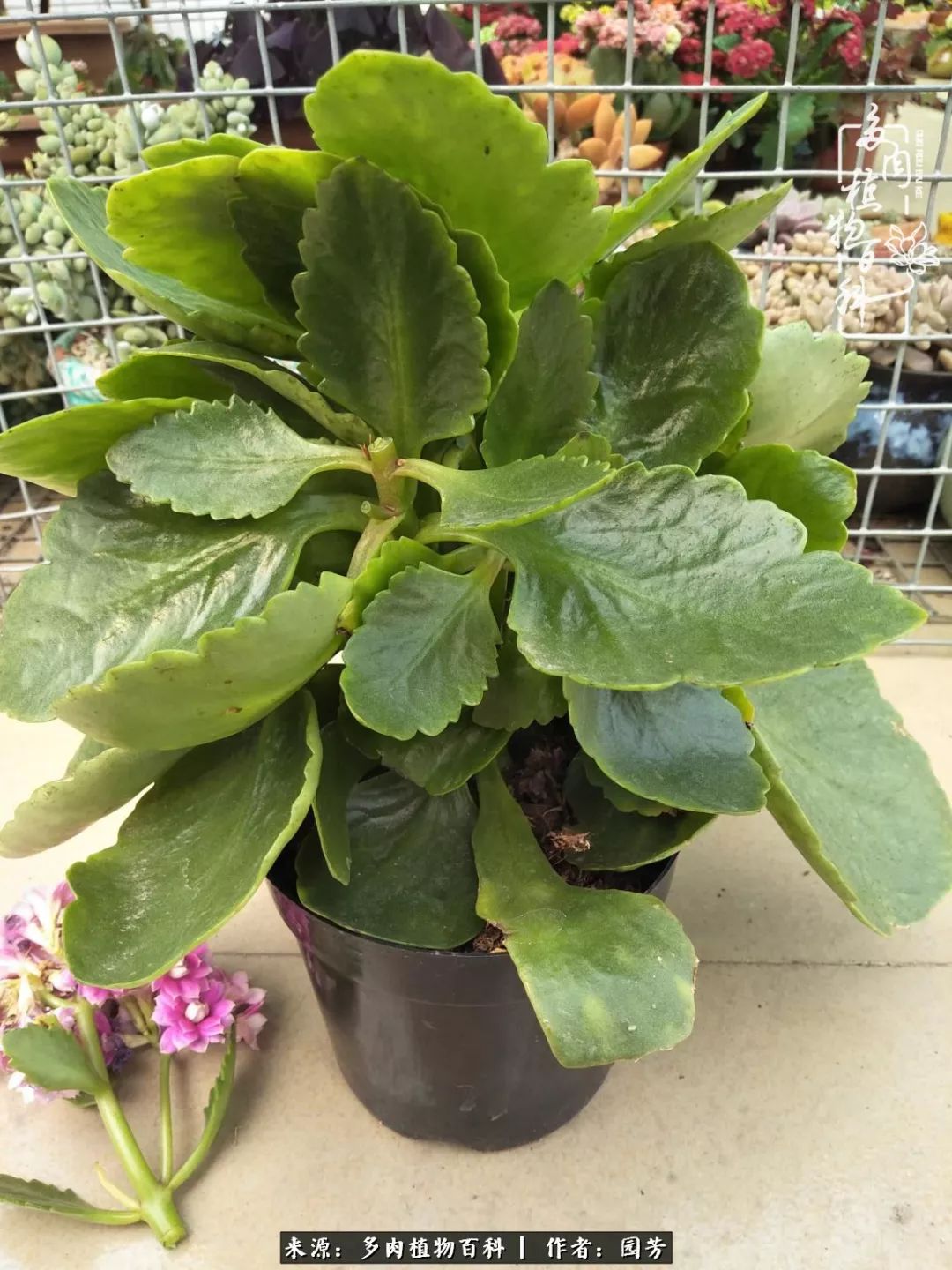 多肉开花最好看最好养前十名,多肉哪个品种开花最好看