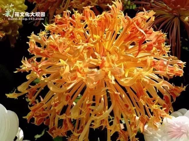 80种最美菊花高清图片,最具欣赏价值的菊花