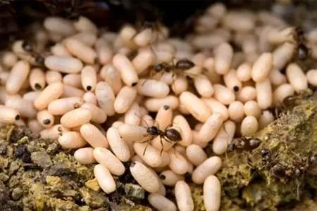 吃虫的怪物,吃虫虫真实视频