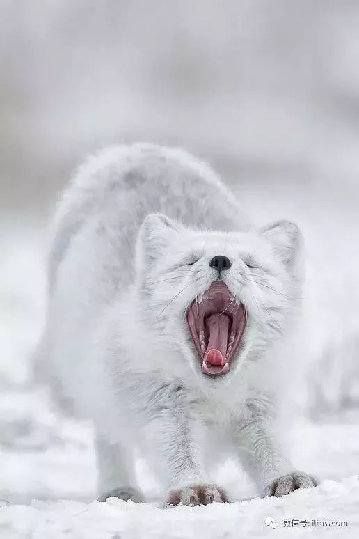 今天聊聊ARCFOX北极狐