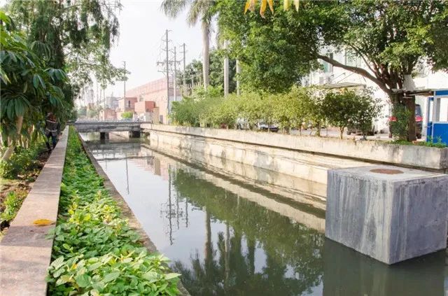 【创文百科】让河道“一键美颜”，番禺钟村有妙招