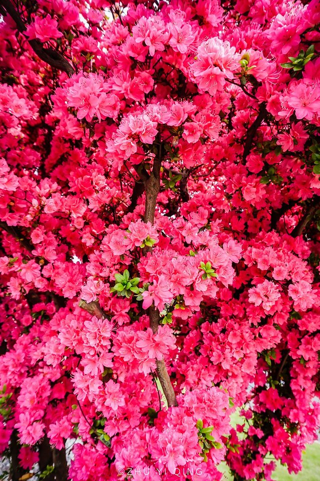 无锡赏花一日游,无锡春日樱花旅游攻略