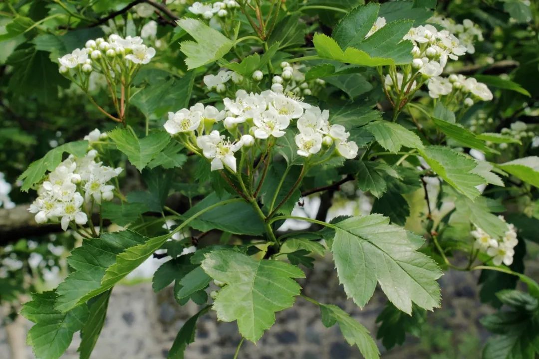 石楠树上花纷纷，路上行*欲人**断魂