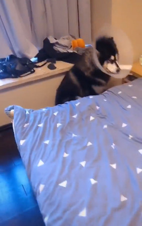 二哈大哭大吼,二哈钻进被窝吓哭小主人