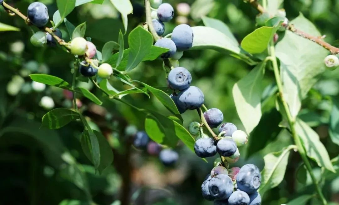 石屏杨梅樱桃采摘方法,石屏杨梅上市了欢迎大家来品尝