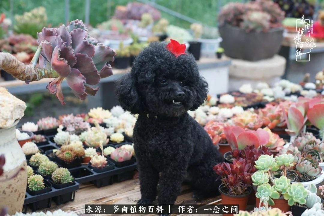 天敌Or天使：多肉与萌宠共处一室，究竟是谁的幸与不幸?