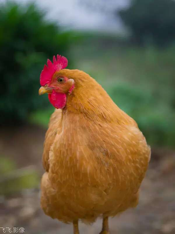 网上出了旅游手撕鸡