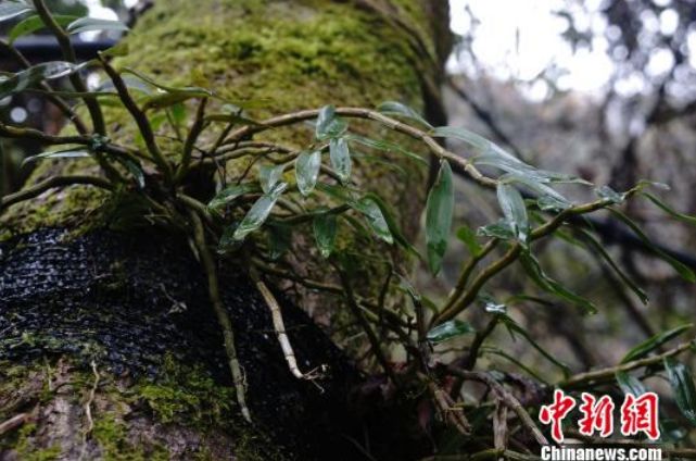 花80万在比利时买钻石，回国检测只值8块钱？当心！一大批国外黑心商家卖假货专坑中国人！