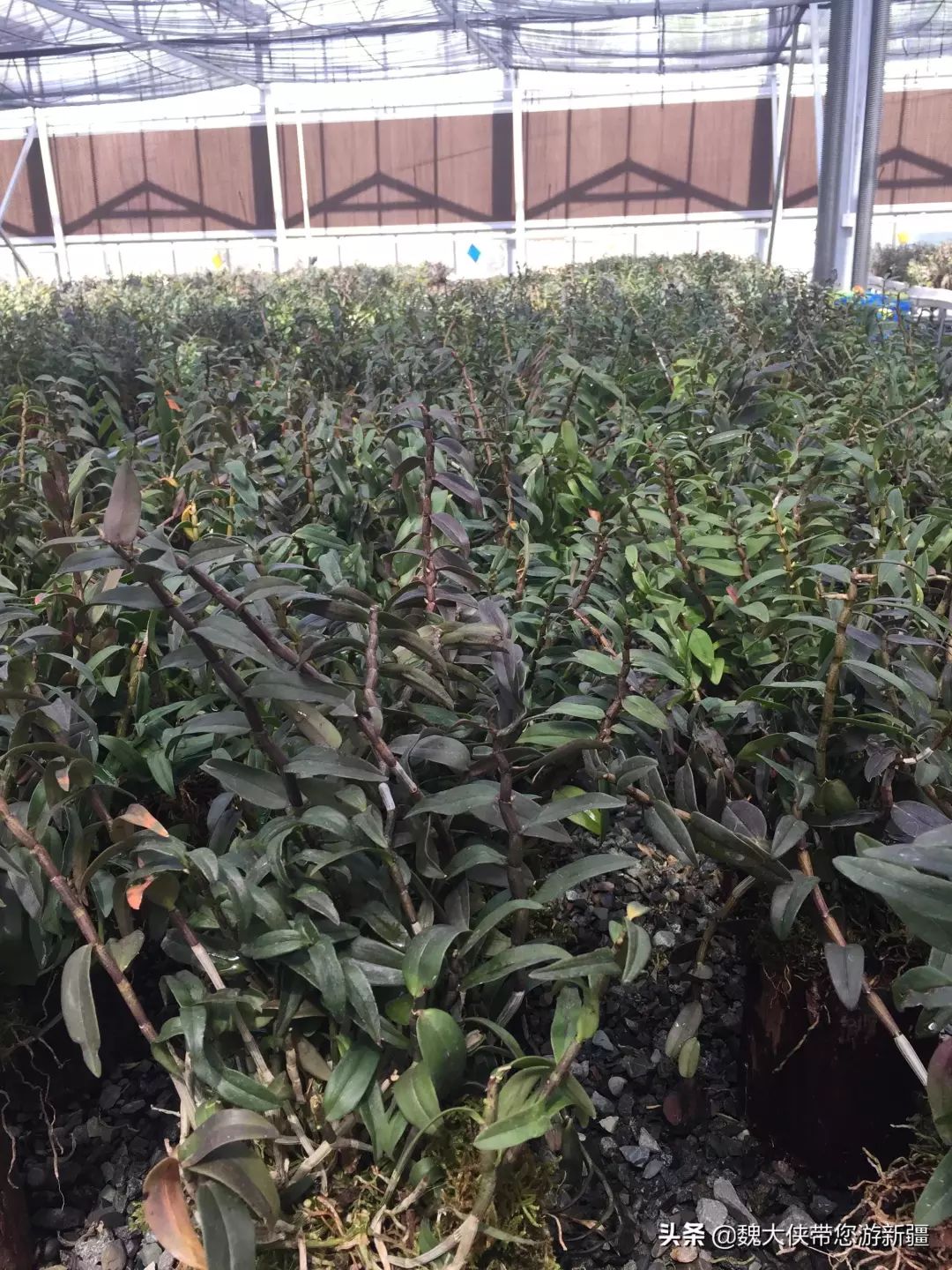 游达坂城视频大全,达坂城古城游览