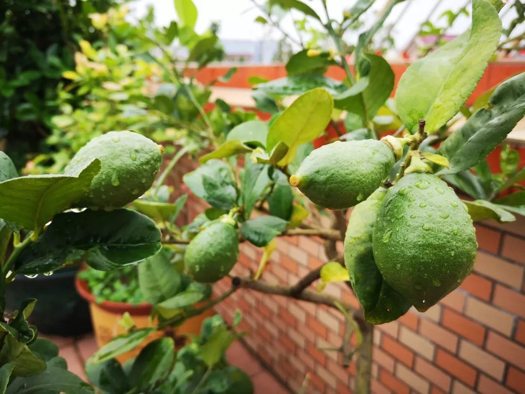 天台果园种植视频,天台农民的果园