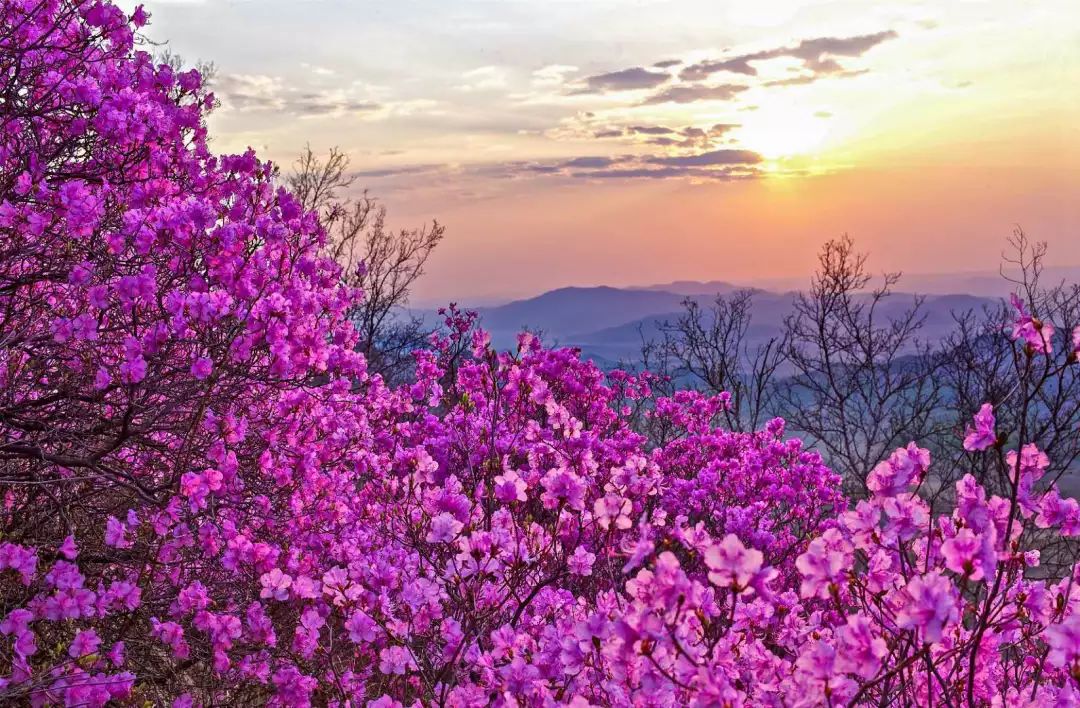 通辽文化旅游季来啦!赏花、踏青、采摘……让你嗨个够!