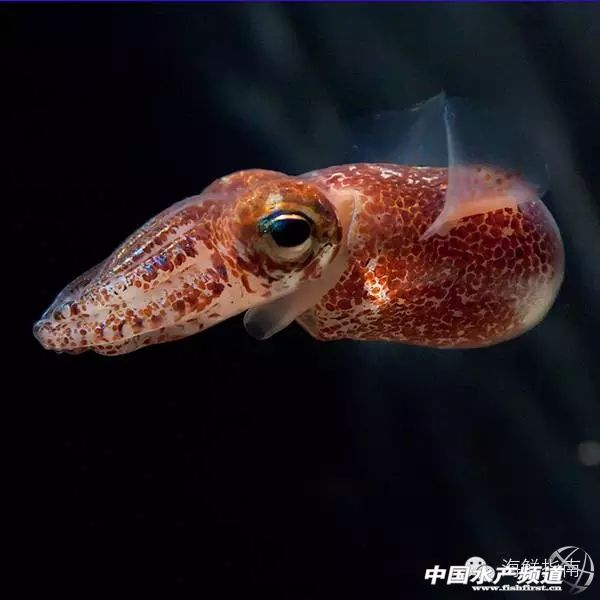 章鱼鱿鱼墨鱼乌贼区别,如何区分章鱼墨鱼鱿鱼