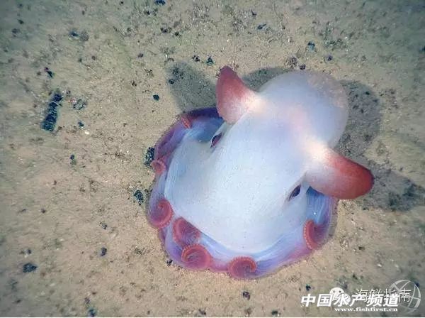 如何区分章鱼墨鱼鱿鱼,怎么区分章鱼乌贼墨鱼鱿鱼