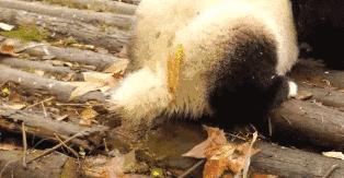 熊猫萌,熊猫萌啦