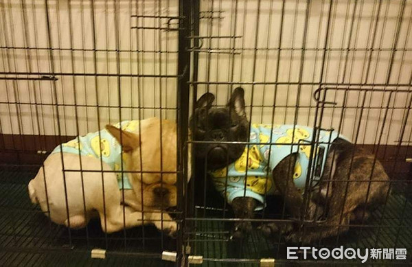 法斗被打崩溃视频合集,法斗拉屎拉笼子里怎么办