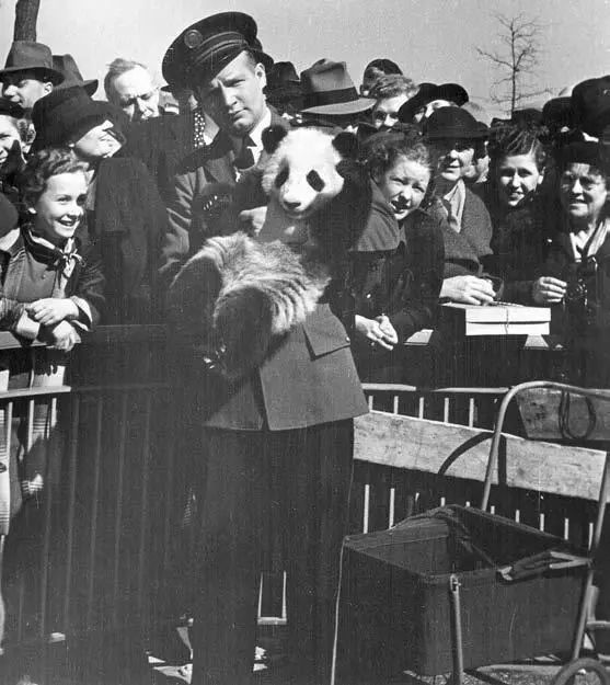 熊猫萌啦,熊猫萌化