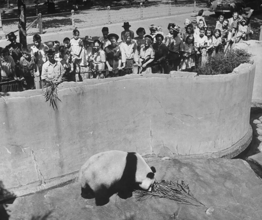 熊猫萌啦,熊猫萌化