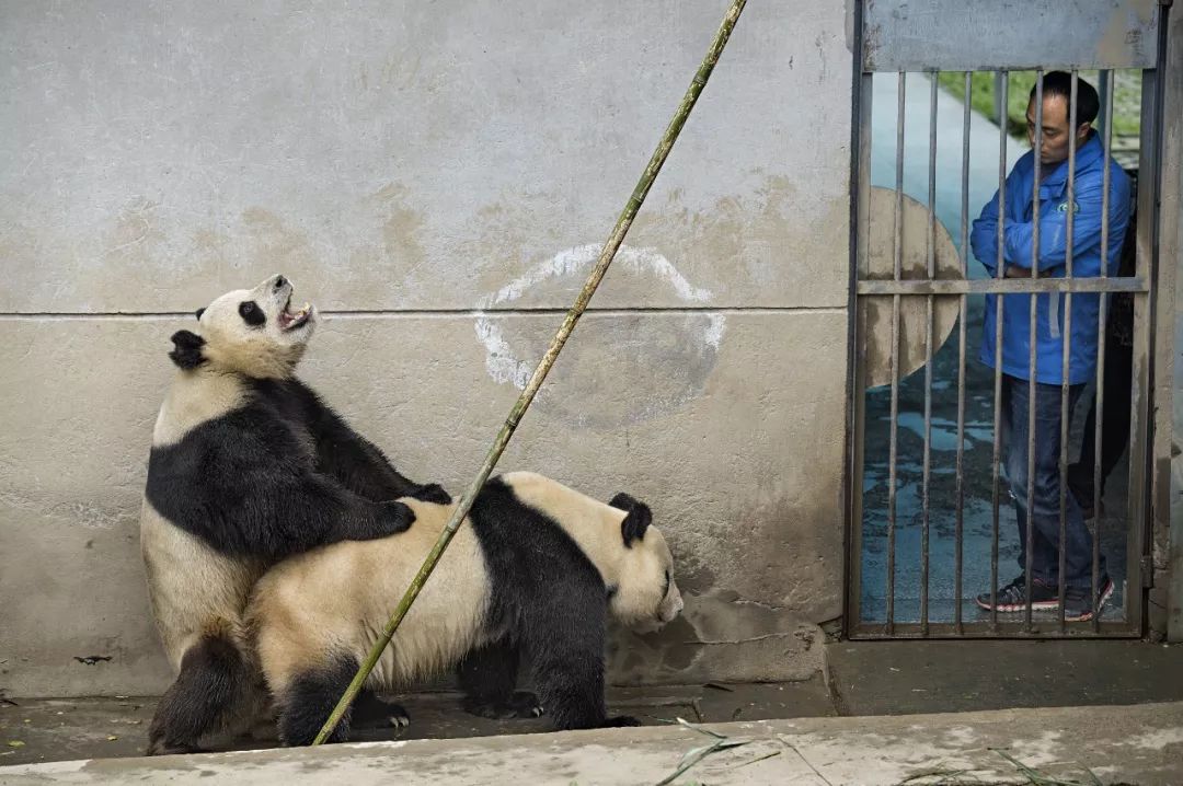 熊猫萌到什么程度,熊猫萌