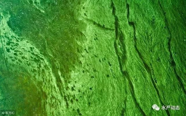 空池塘用什么除青苔最彻底,除青苔藻类最好方法