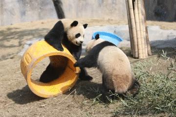 去处｜你真的知道怎么玩转上海野生动物园吗？最全指南在这里！