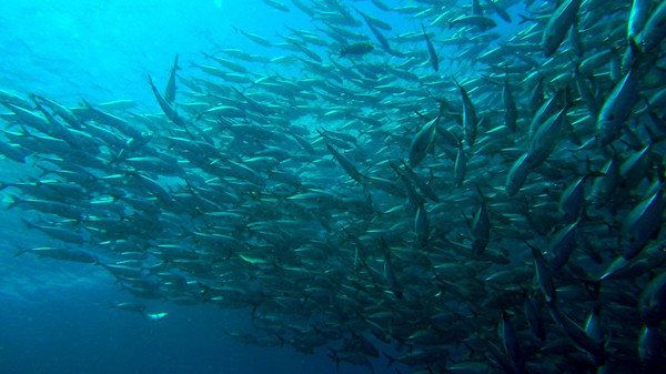 巴厘岛潜水之旅,巴厘岛潜水风景图