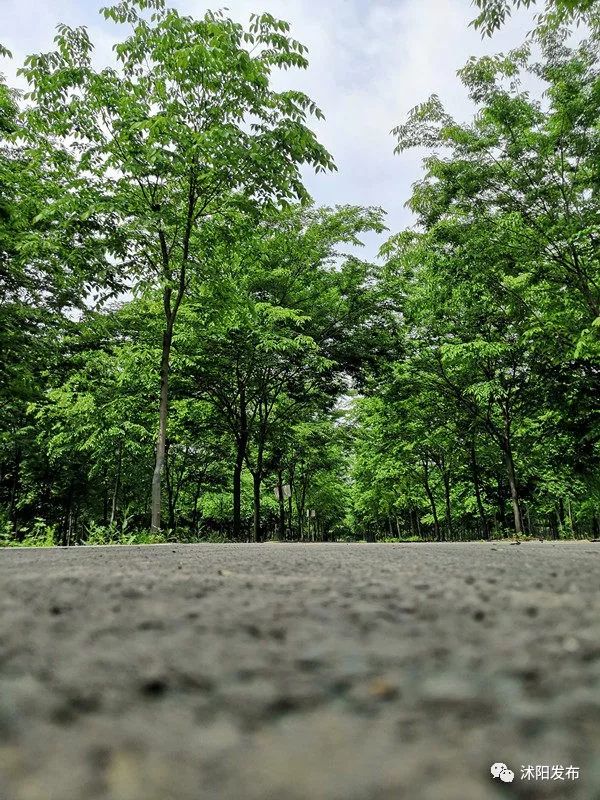 江苏沭阳春日旅游攻略图,沭阳旅游攻略自由行