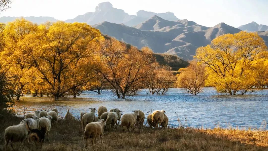 石家庄五一打卡景点推荐,石家庄周边必打卡旅游景点