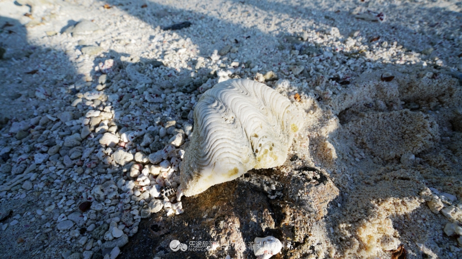 人间仙境马尔代夫旅游攻略,马尔代夫香格里拉岛