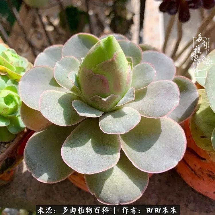 山地玫瑰爆侧芽要怎样养护,适合新手养的山地玫瑰