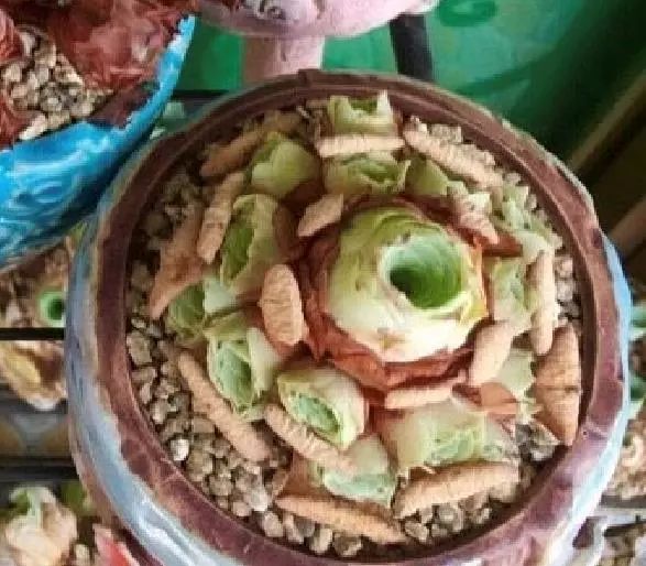 玫小青,7月份了山地玫瑰该怎么养