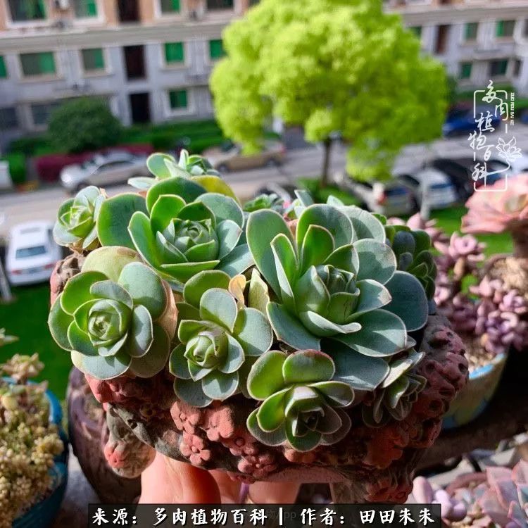 山地玫瑰爆侧芽要怎样养护,适合新手养的山地玫瑰