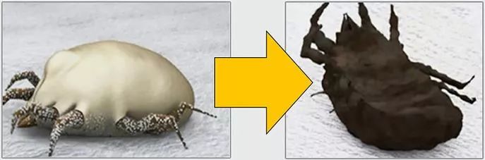 不用洗床单晒被子怎么除螨虫,螨虫去除妙招不用花露水