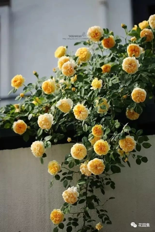 露台如何打造月季花墙,月季花墙图片大全欣赏