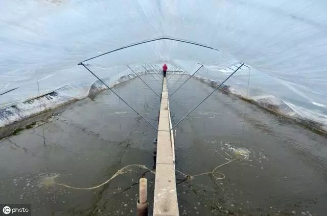 大闸蟹养殖条件和方法室内,大闸蟹养殖前期要预防什么