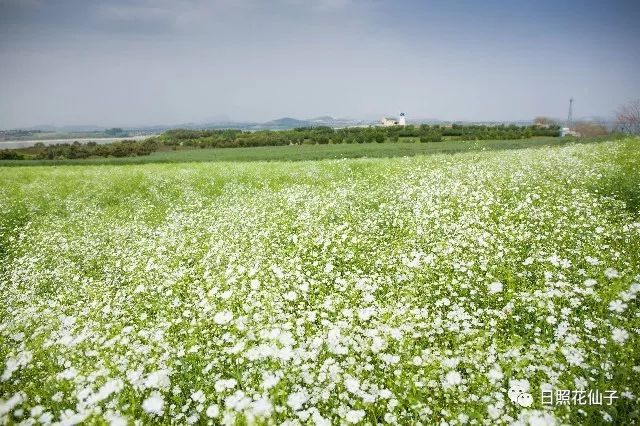 美炸了！初夏花仙子！有爱的人免费玩！把最美奉献给你！